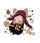 だってかわいいんだもん-5-（個別スタンプ：17）