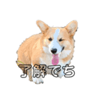 コーギー仲間プラス1（個別スタンプ：1）