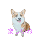 コーギー仲間プラス1（個別スタンプ：3）