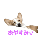 コーギー仲間プラス1（個別スタンプ：6）