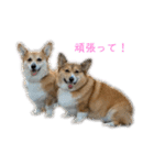 コーギー仲間プラス1（個別スタンプ：8）
