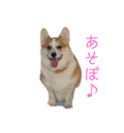 コーギー仲間プラス1（個別スタンプ：10）