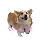 コーギー仲間プラス1（個別スタンプ：14）