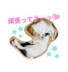 トラチワちゃん♪♪（個別スタンプ：1）