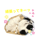 トラチワちゃん♪♪（個別スタンプ：2）