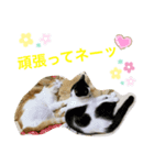 トラチワちゃん♪♪（個別スタンプ：8）