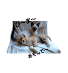 色々な猫達（個別スタンプ：2）