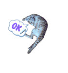色々な猫達（個別スタンプ：5）