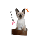 色々な猫達（個別スタンプ：7）