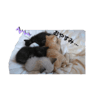 色々な猫達（個別スタンプ：10）