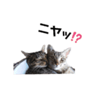 色々な猫達（個別スタンプ：11）