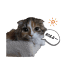 色々な猫達（個別スタンプ：12）
