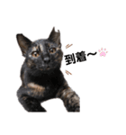 色々な猫達（個別スタンプ：13）