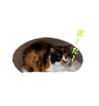色々な猫達（個別スタンプ：14）