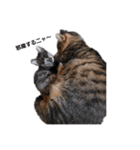 色々な猫達（個別スタンプ：15）