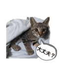 色々な猫達（個別スタンプ：16）