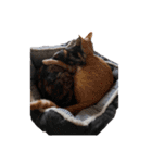 色々な猫達（個別スタンプ：17）