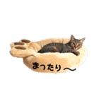 色々な猫達（個別スタンプ：18）