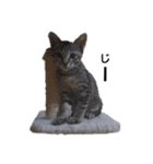 色々な猫達（個別スタンプ：20）