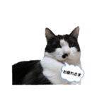 色々な猫達（個別スタンプ：21）