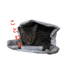 色々な猫達（個別スタンプ：22）