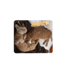 色々な猫達（個別スタンプ：23）