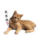 色々な猫達（個別スタンプ：24）