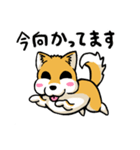 実家犬モミジちゃん（個別スタンプ：11）