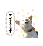 hoppylove（個別スタンプ：5）