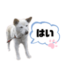 hoppylove（個別スタンプ：6）