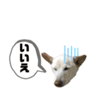hoppylove（個別スタンプ：8）