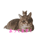 RobinTinaTerry（個別スタンプ：1）