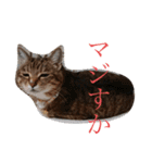 RobinTinaTerry（個別スタンプ：2）