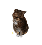 RobinTinaTerry（個別スタンプ：6）
