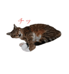 RobinTinaTerry（個別スタンプ：7）