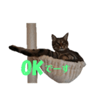 RobinTinaTerry（個別スタンプ：12）