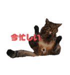 RobinTinaTerry（個別スタンプ：13）
