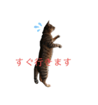 RobinTinaTerry（個別スタンプ：14）