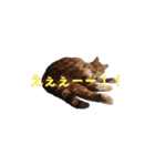 RobinTinaTerry（個別スタンプ：17）