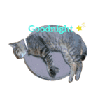 RobinTinaTerry（個別スタンプ：19）