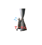 RobinTinaTerry（個別スタンプ：21）
