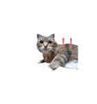 RobinTinaTerry（個別スタンプ：23）