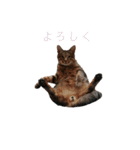 RobinTinaTerry（個別スタンプ：24）