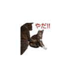 RobinTinaTerry（個別スタンプ：26）