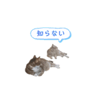 RobinTinaTerry（個別スタンプ：27）