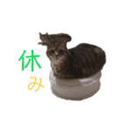 RobinTinaTerry（個別スタンプ：28）