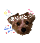 ヨークシャーテリアのガブリエル2（個別スタンプ：11）
