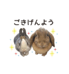 うちの子かわいいスタンプ【動物・実写】（個別スタンプ：32）