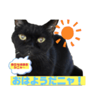 20歳 黒猫のアリスのスタンプ！使いやすい（個別スタンプ：2）