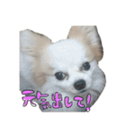我が家のポテチくん（個別スタンプ：25）